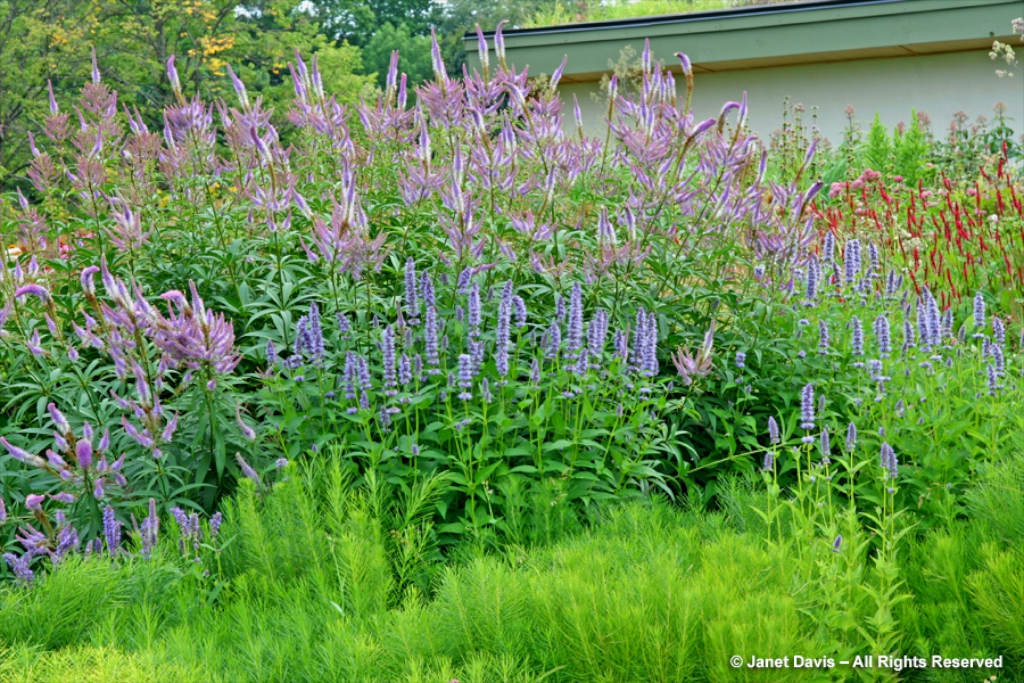 Dutch Master: Piet’s Garden at the TBG - The New Perennialist