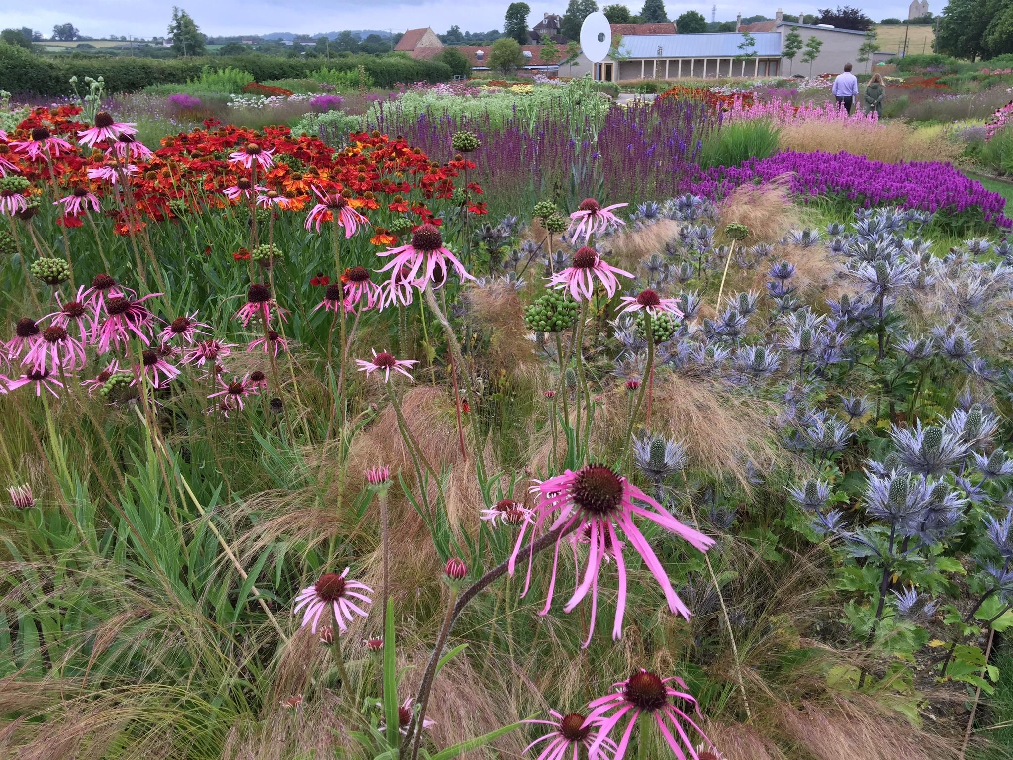 Wild-ish at Heart: Naturalistic planting design