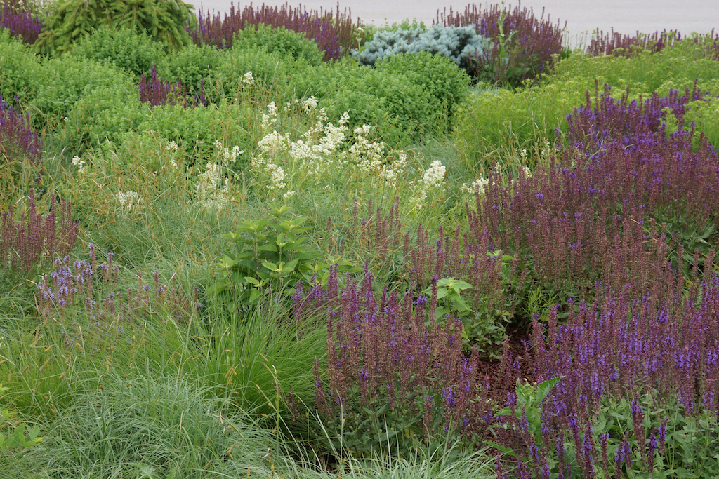 The Field Trip: A Perennial Summer Adventure - The New Perennialist