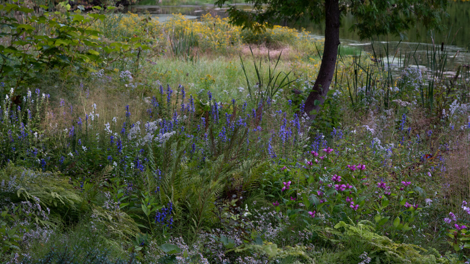 Supernaturalistic: The New Perennial Pond Garden - The New Perennialist