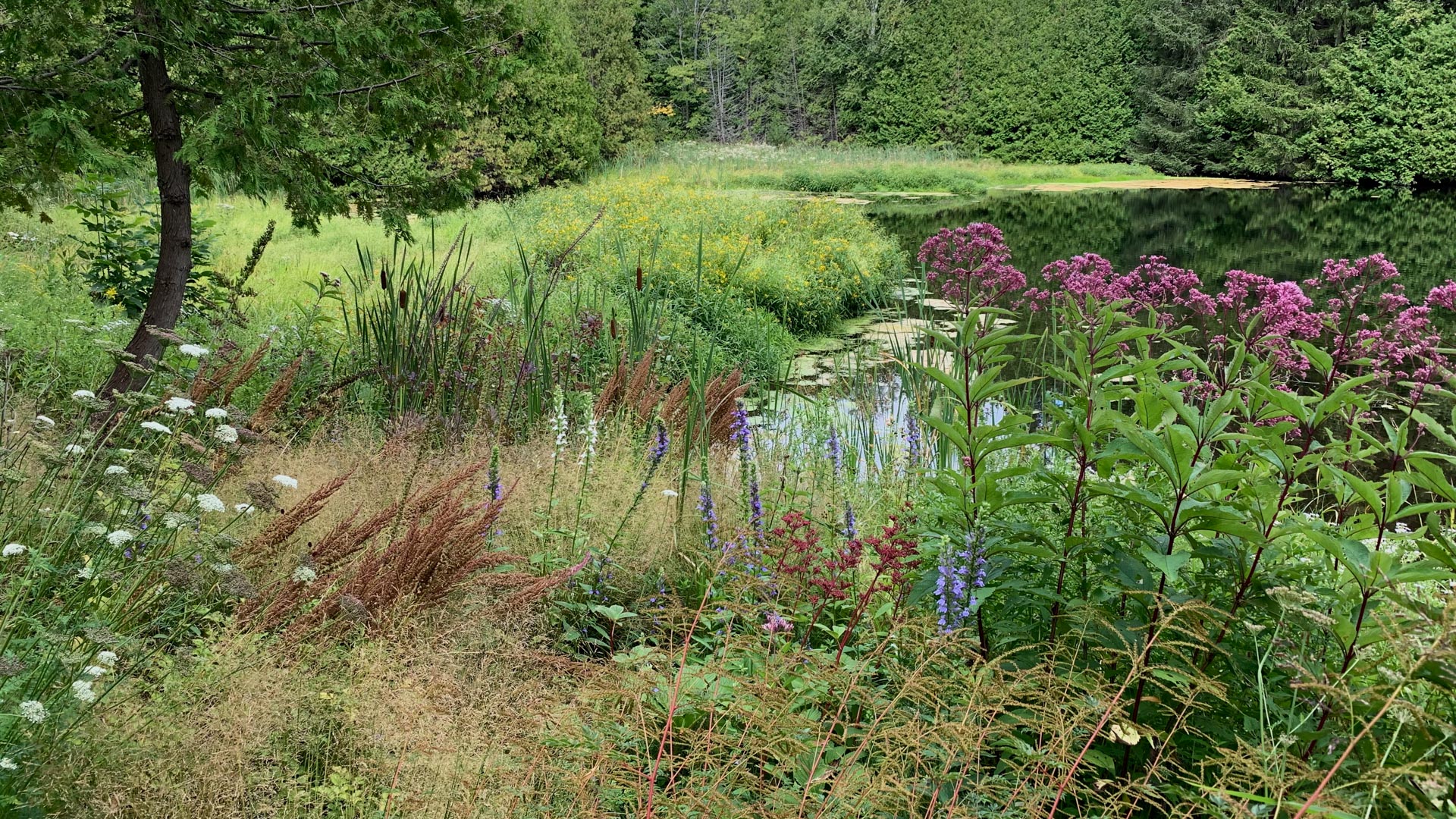 Designing a Dreamy Wildflower Garden You Can Maintain